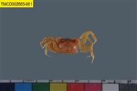 藏品(圓球股窗蟹)的圖片